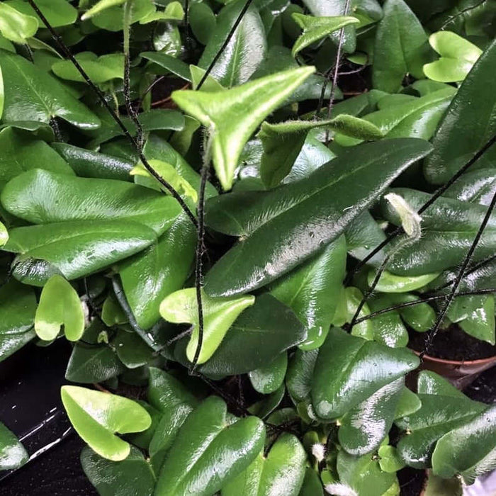 Buy Hemionitus arifolia (Heart Fern) online UK