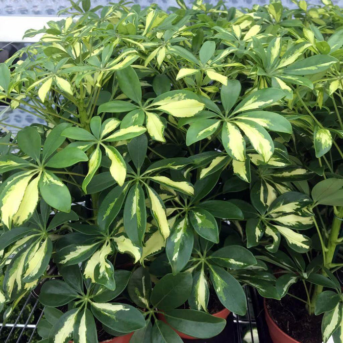 Buy Heptapleurum arboricola (Dwarf Umbrella Tree) online UK