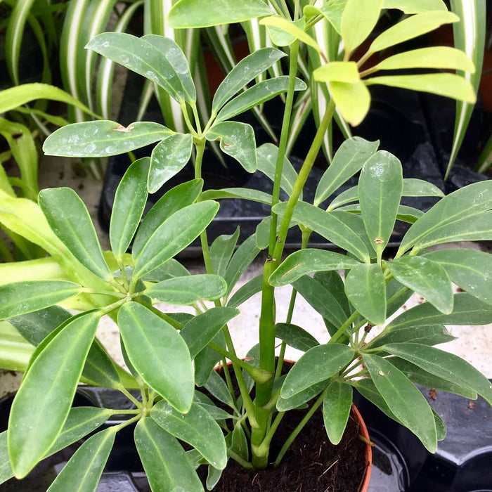 Buy Heptapleurum arboricola (Dwarf Umbrella Tree) online UK