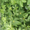 Buy Heptapleurum arboricola (Dwarf Umbrella Tree) online UK