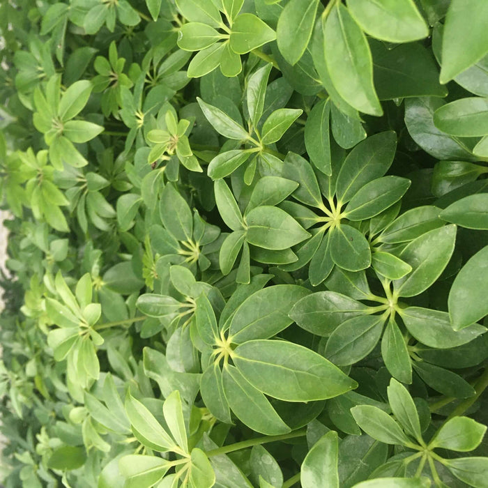 Buy Heptapleurum arboricola (Dwarf Umbrella Tree) online UK