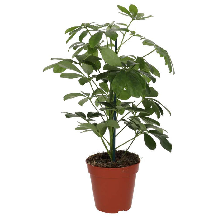 Buy Heptapleurum arboricola (Dwarf Umbrella Tree) online UK