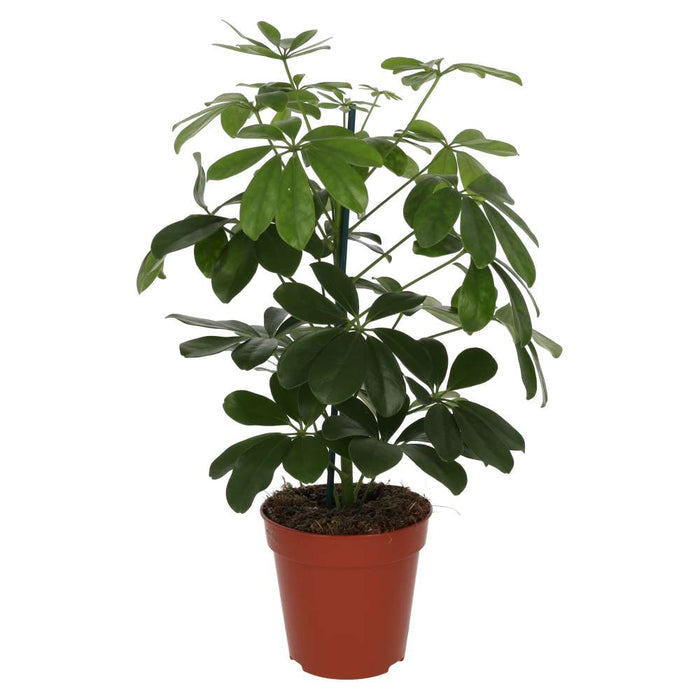Buy Heptapleurum arboricola (Dwarf Umbrella Tree) online UK