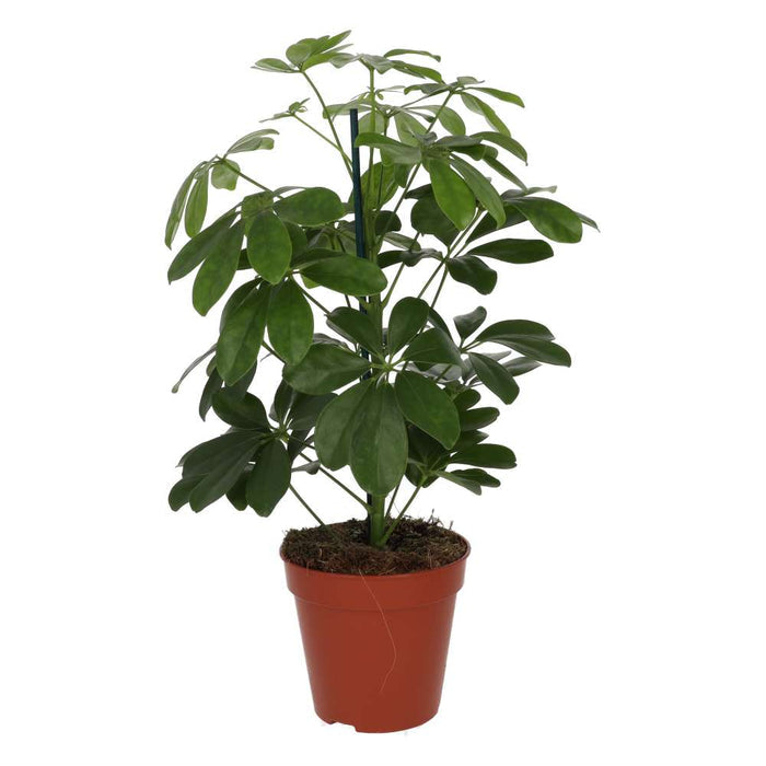 Buy Heptapleurum arboricola (Dwarf Umbrella Tree) online UK
