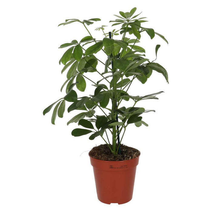 Buy Heptapleurum arboricola (Dwarf Umbrella Tree) online UK