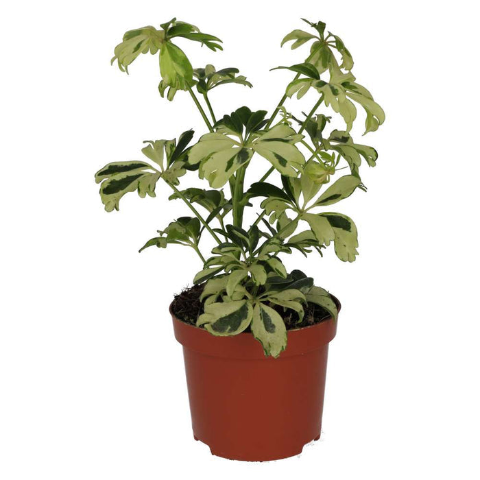 Buy Heptapleurum arboricola 'Variegated' online UK