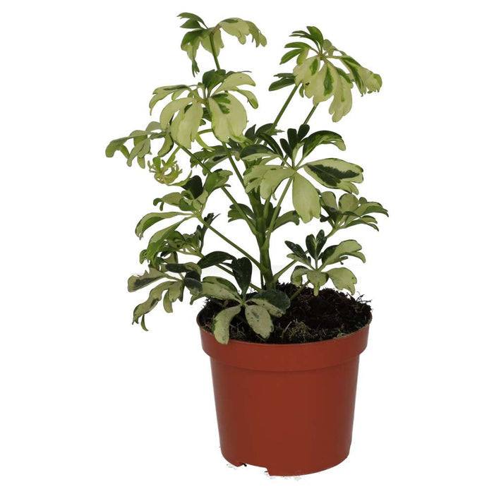 Buy Heptapleurum arboricola 'Variegated' online UK