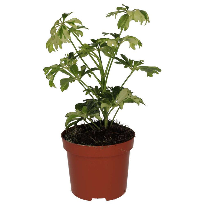 Buy Heptapleurum arboricola 'Variegated' online UK