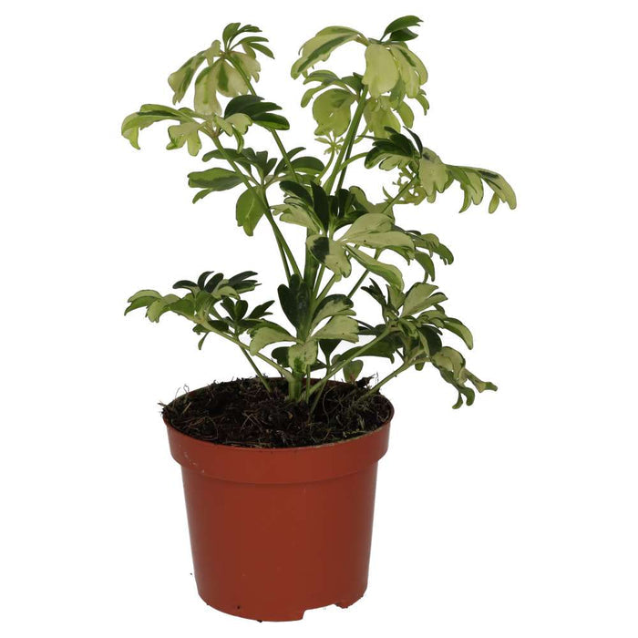 Buy Heptapleurum arboricola 'Variegated' online UK