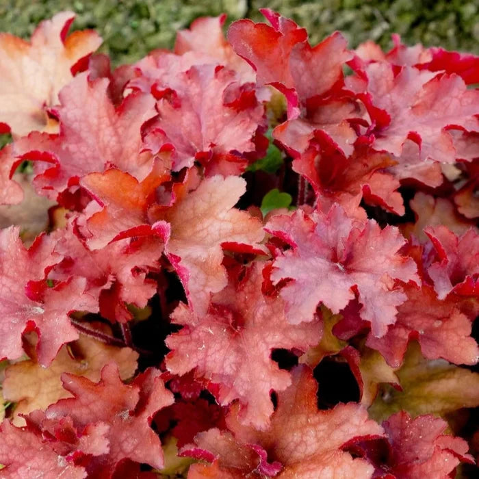 Buy Heuchera 'Cranberry' (Indian Summer Series) online UK