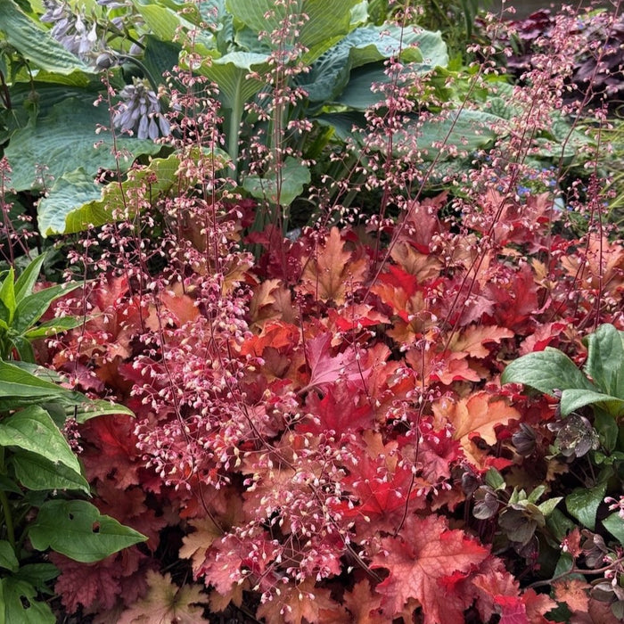 Buy Heuchera 'Cranberry' (Indian Summer Series) online UK