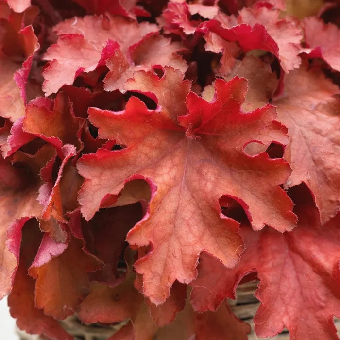 Buy Heuchera 'Cranberry' (Indian Summer Series) online UK