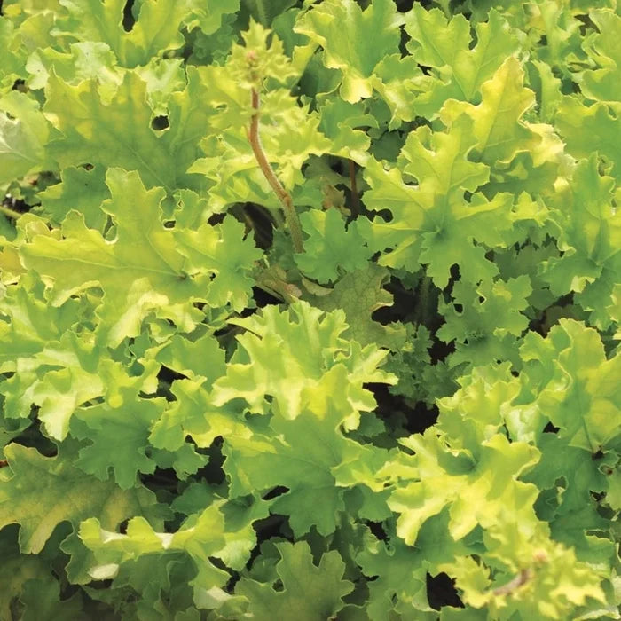 Buy Heuchera 'Lime Marmalade' online UK