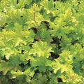 Buy Heuchera 'Lime Marmalade' online UK