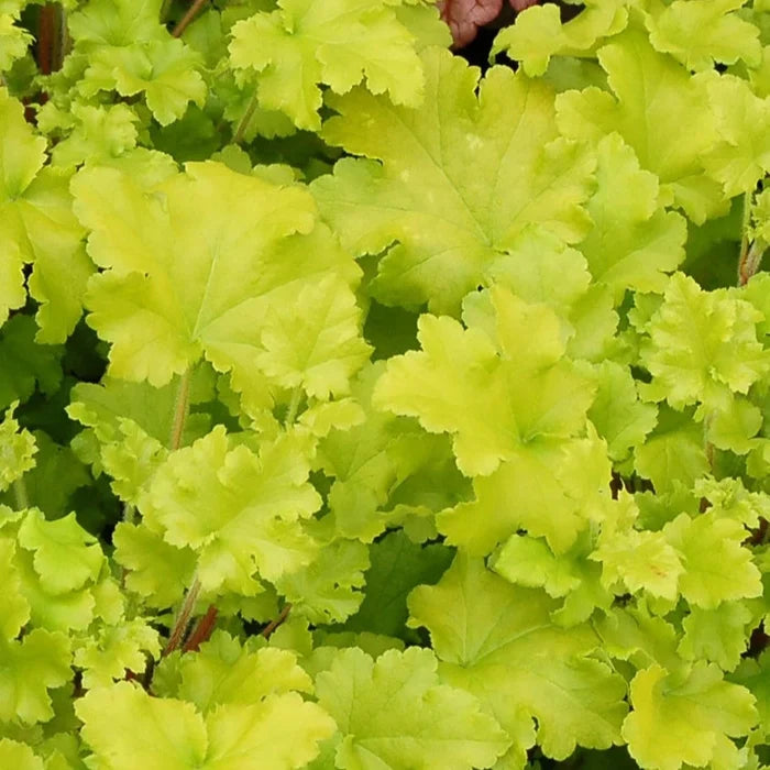 Buy Heuchera 'Lime Marmalade' online UK