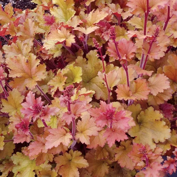 Buy Heuchera 'Marmalade' online UK