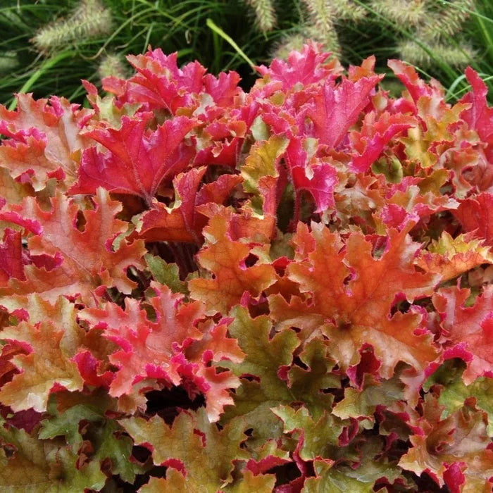 Buy Heuchera 'Marmalade' online UK
