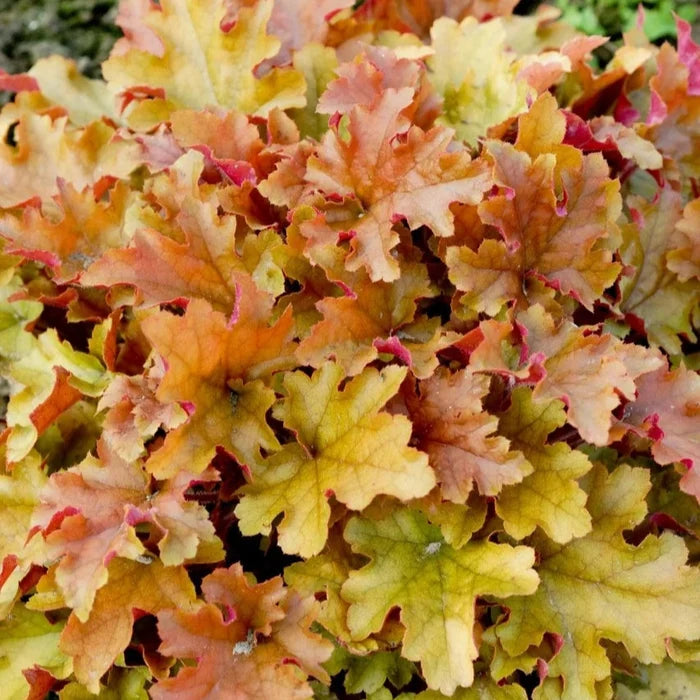 Buy Heuchera 'Marmalade' online UK