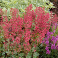 Buy Heuchera 'Paris' online UK