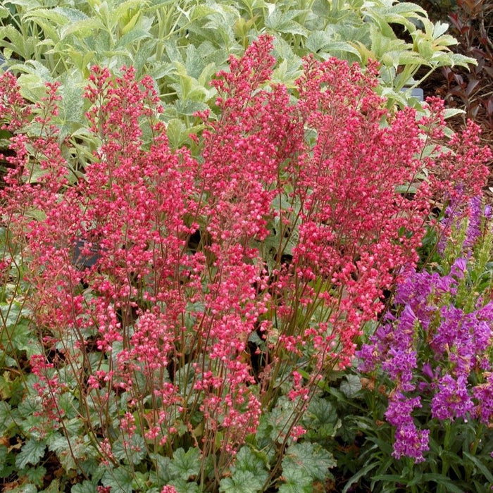 Buy Heuchera 'Paris' online UK