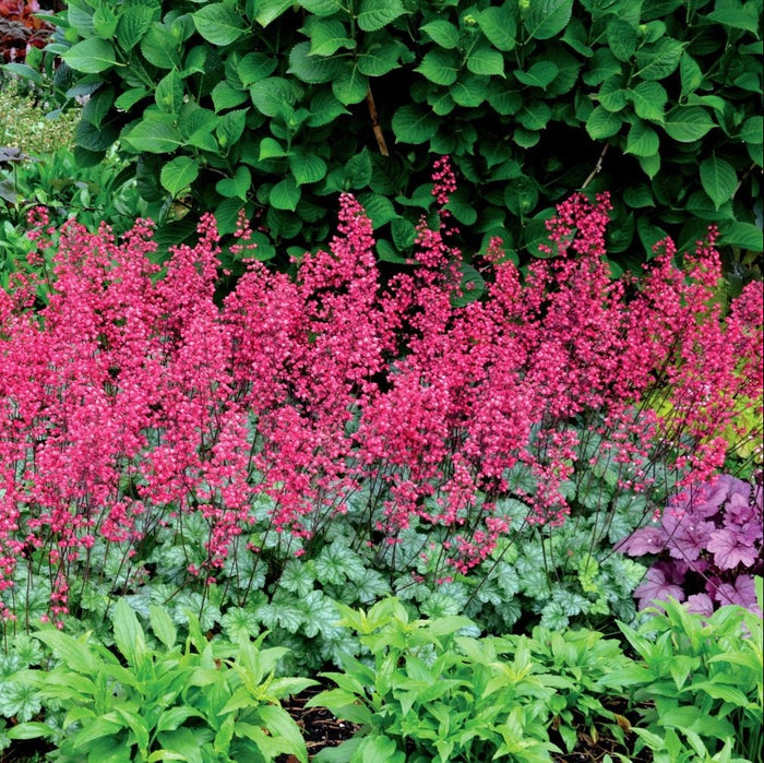 Buy Heuchera 'Paris' online UK