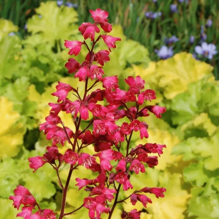 Buy Heuchera 'Paris' online UK