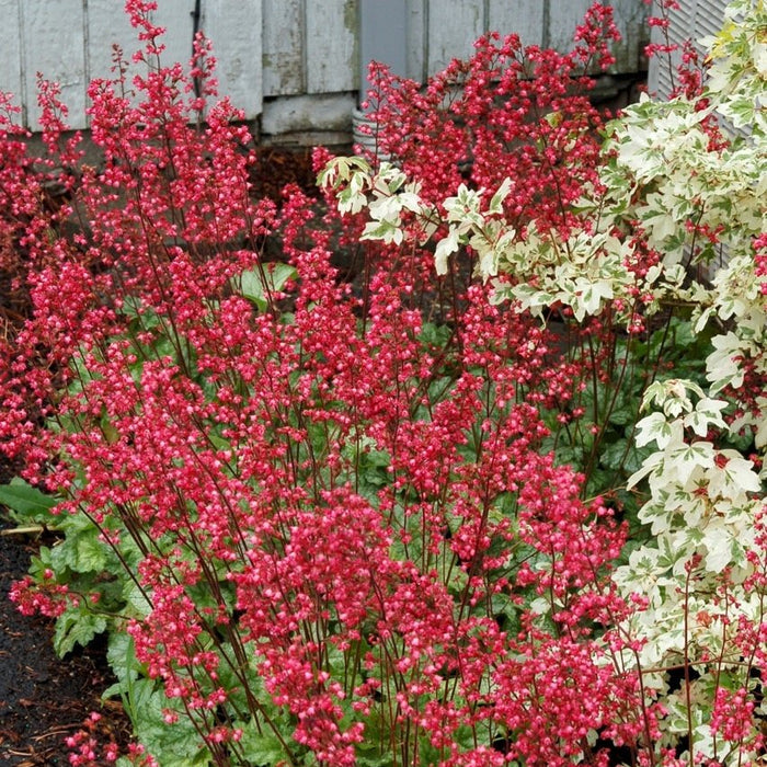Buy Heuchera 'Paris' online UK