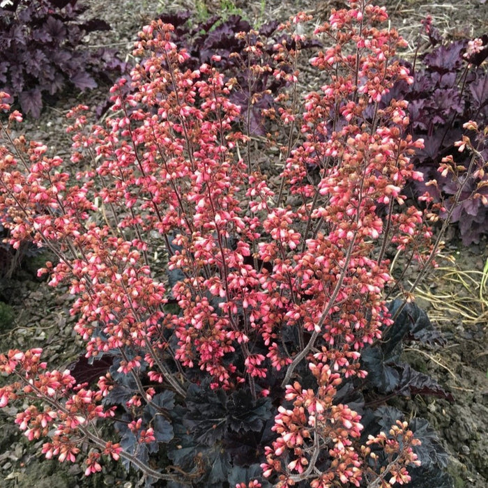 Buy Heuchera 'Timeless Night' online UK