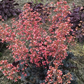 Buy Heuchera 'Timeless Night' online UK