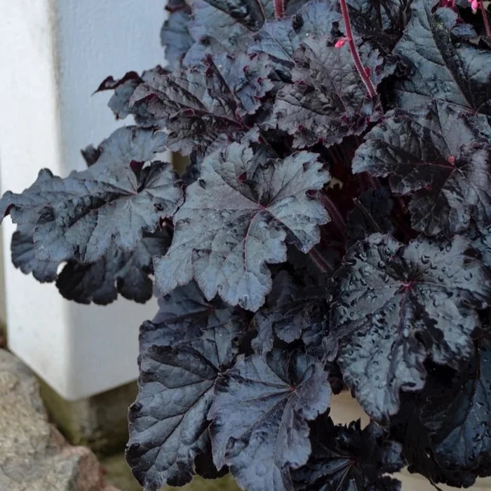 Buy Heuchera 'Timeless Night' online UK