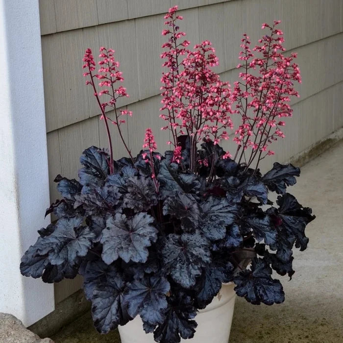 Buy Heuchera 'Timeless Night' online UK