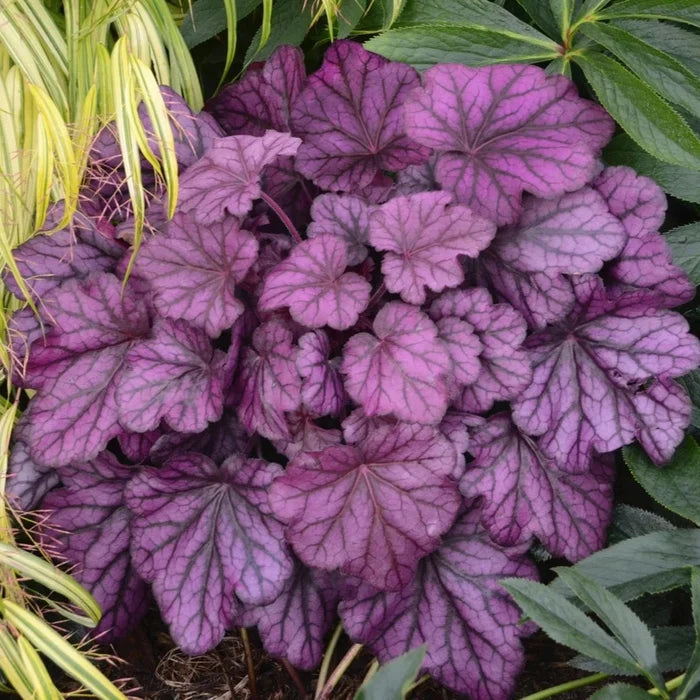 Buy Heuchera 'Wild Rose' online UK