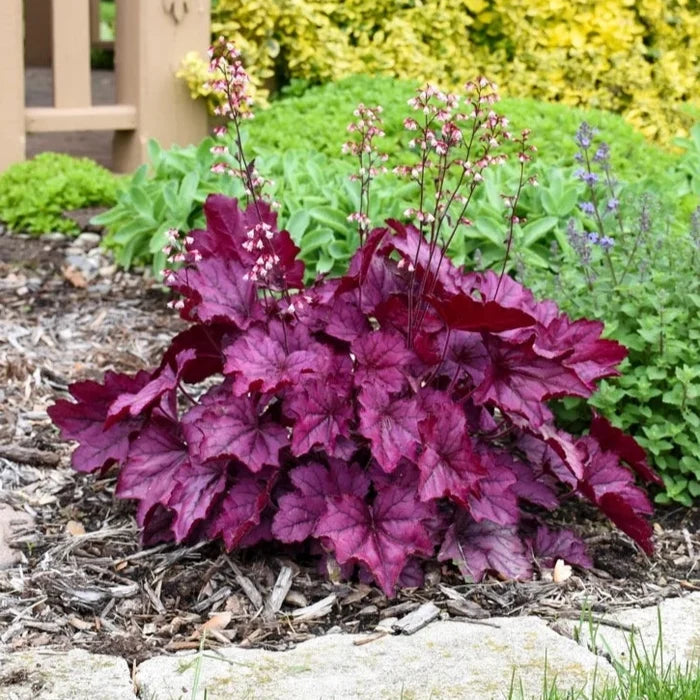 Buy Heuchera 'Wild Rose' online UK