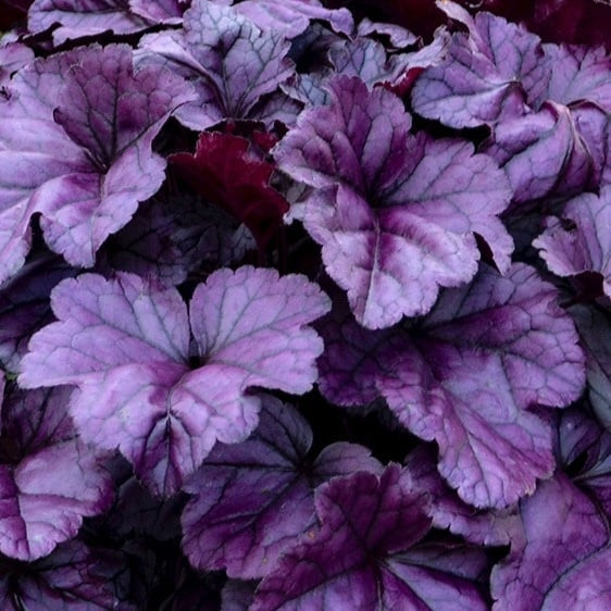 Buy Heuchera 'Wildberry' online UK