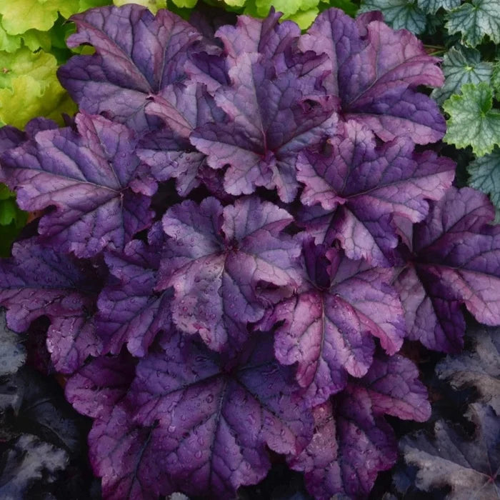 Buy Heuchera 'Wildberry' online UK