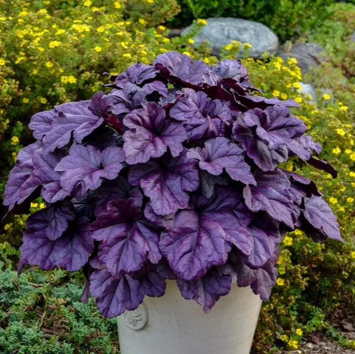 Buy Heuchera 'Wildberry' online UK