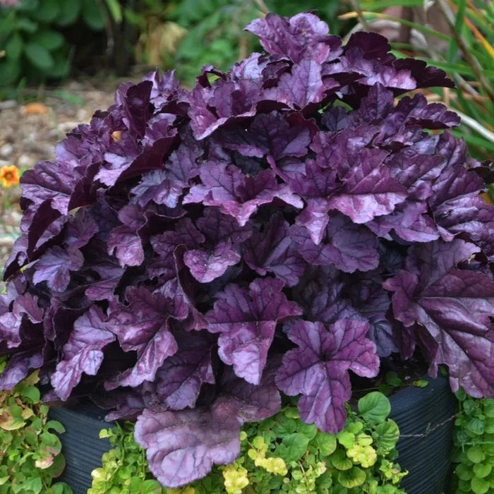 Buy Heuchera 'Wildberry' online UK