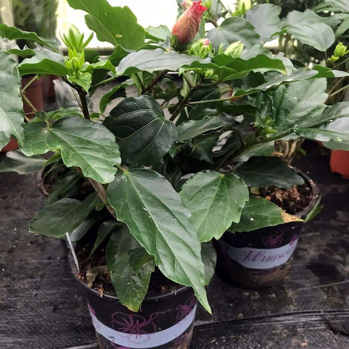 Buy Hibiscus rosa-sinensis (Chinese Hibiscus) online UK