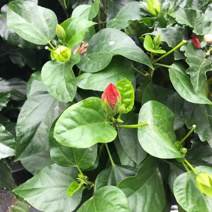 Buy Hibiscus rosa-sinensis (Chinese Hibiscus) online UK