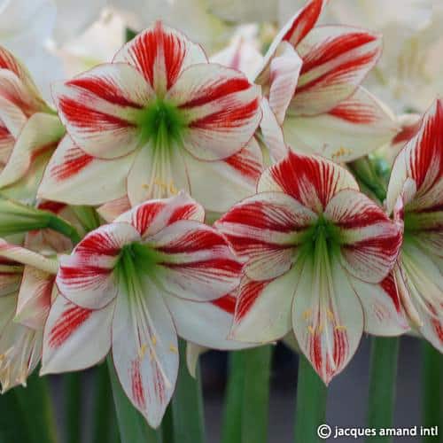 Buy Hippeastrum 'Ambiance' Bulbs online UK