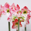 Buy Hippeastrum 'Apple blossom' Bulbs online UK