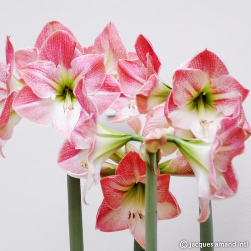 Buy Hippeastrum 'Apple blossom' Bulbs online UK