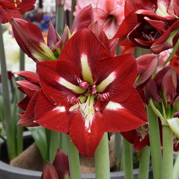 Buy Hippeastrum 'Barbados' Bulbs online UK