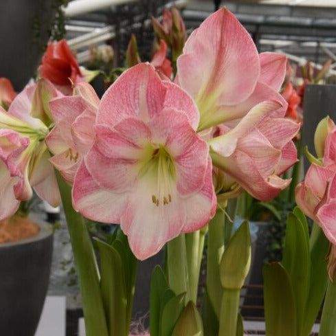 Buy Hippeastrum 'Cherry Blossom' Bulbs online UK