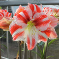 Buy Hippeastrum 'Clown' Bulbs online UK