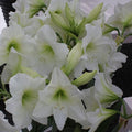 Hippeastrum 'Costa Blanca' flowers both in bloom and about to bloom in a potted display.