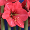 Buy Hippeastrum 'Hercules' Bulbs online UK