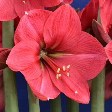 Buy Hippeastrum 'Hercules' Bulbs online UK