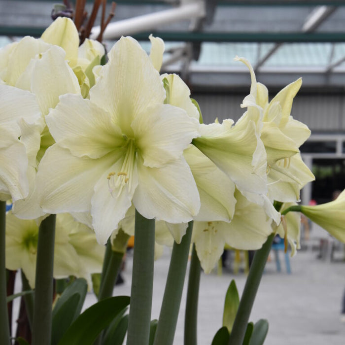 Hippeastrum 'Luna'flowers sprouting from a pot in a warehouse