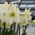 Hippeastrum 'Luna'flowers sprouting from a pot in a warehouse